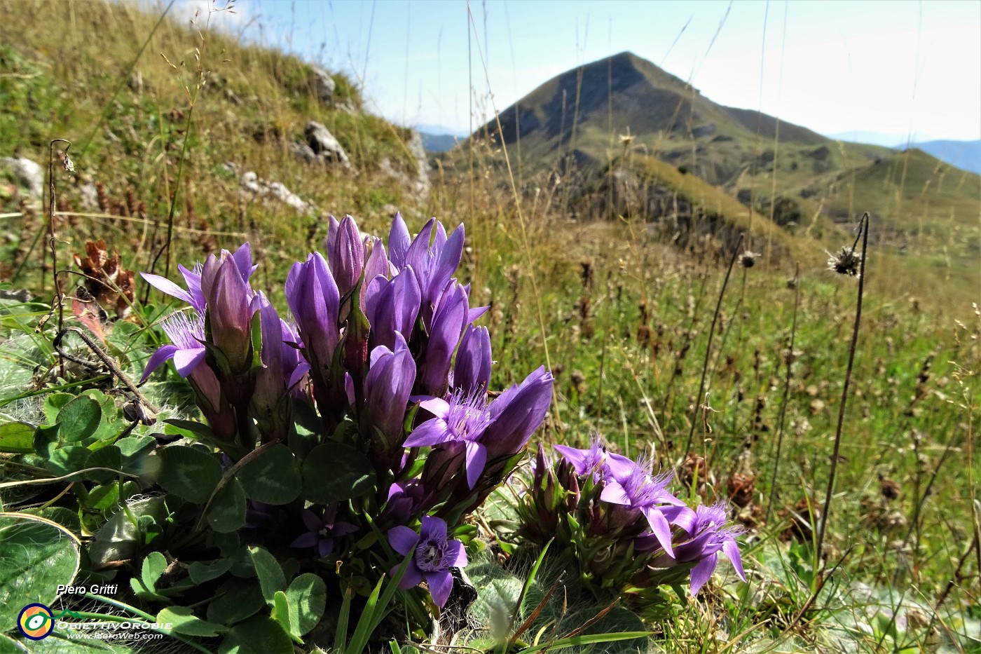 57 Gentiana anisodonta ramosa con vista in Sodadura.JPG